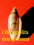 Oliva (Acutoliva) polita f marquesana, Petuch & Sargent 1986 